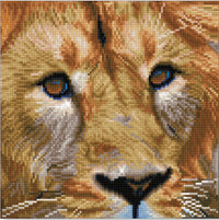 Thumbnail for Serengeti Lion